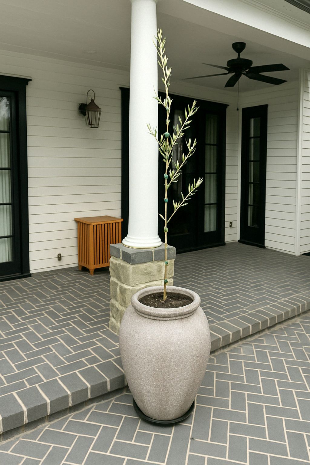Olive Tree Repotting