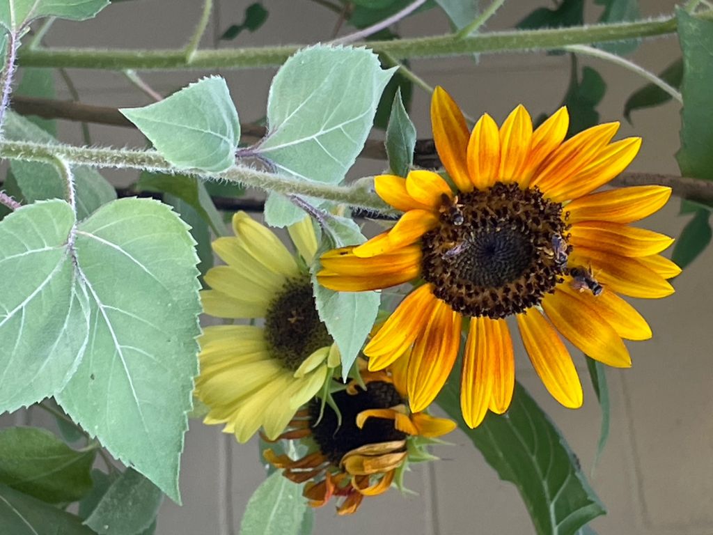 Farmher Gardening And Flora Maintenance | Everett, WA