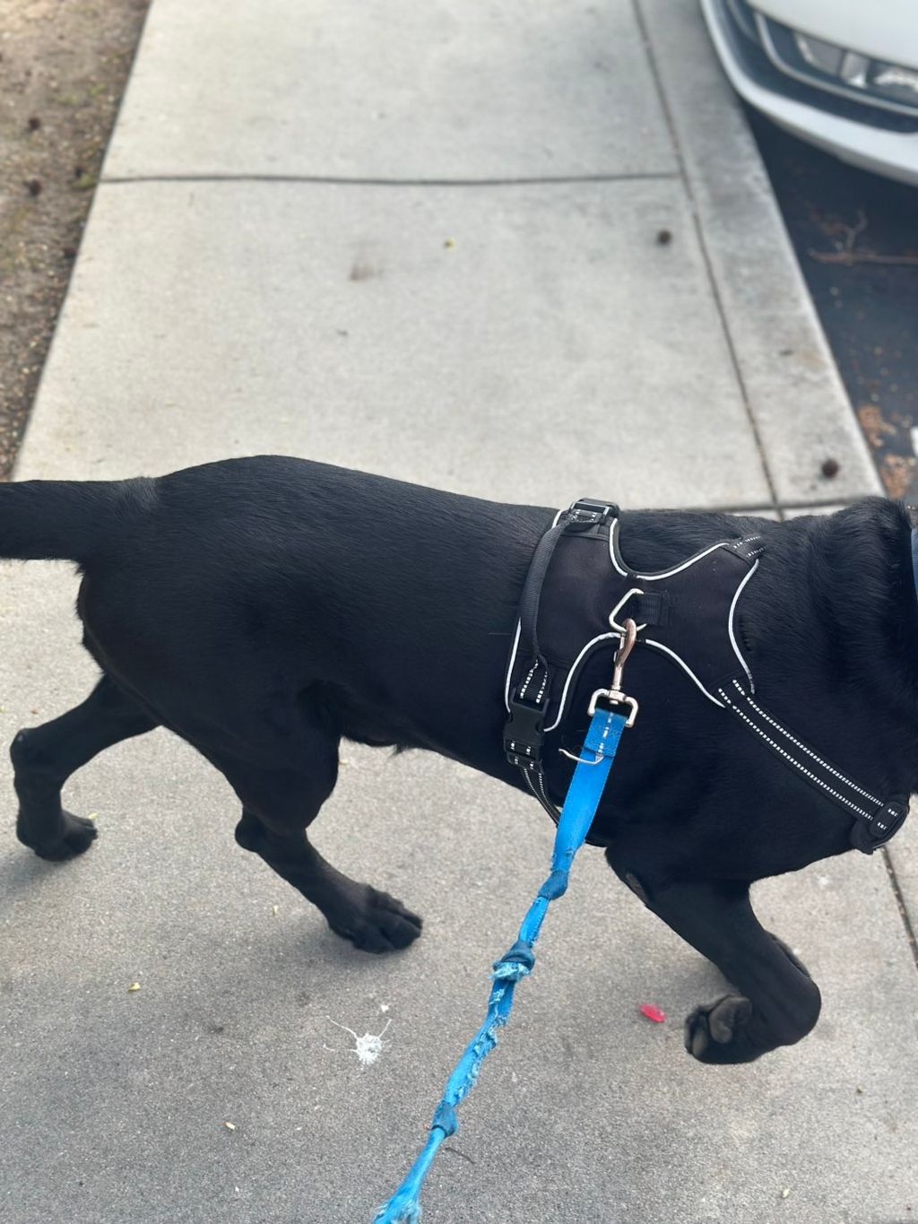 Bruno 🐾🦴