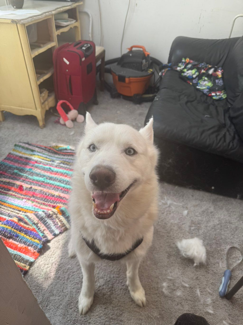 Baby boy Loki after being walked, brushed and feed