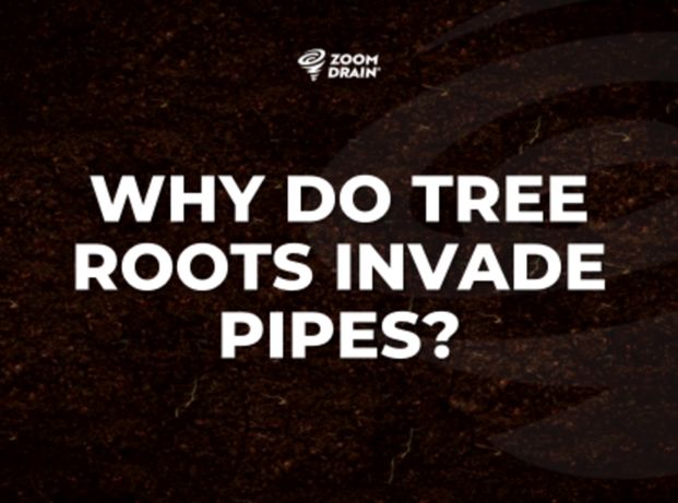 Tree roots are always searching for water. Once th
