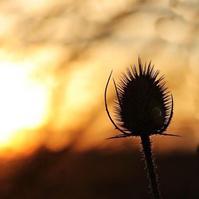 Avatar for Thistle & Sol Design