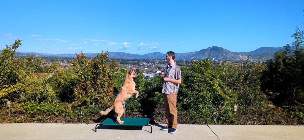 Dogs learn better at Camarillo Canine