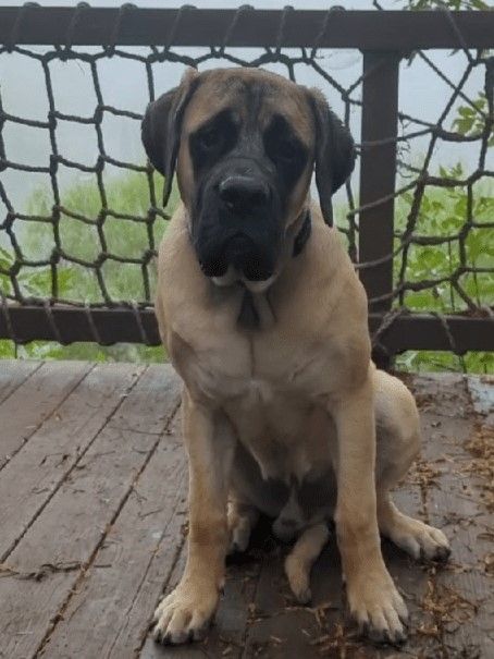 Puppy Training for all sizes