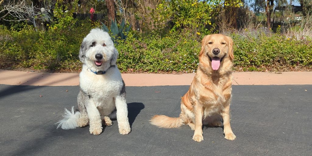 Socialization Training at Camarillo Canine