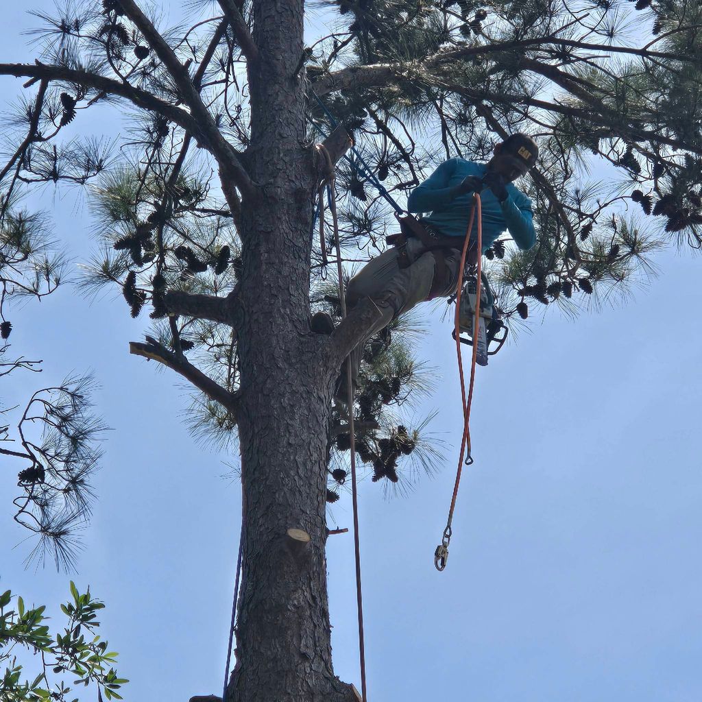 DIAZ TREE SERVICE