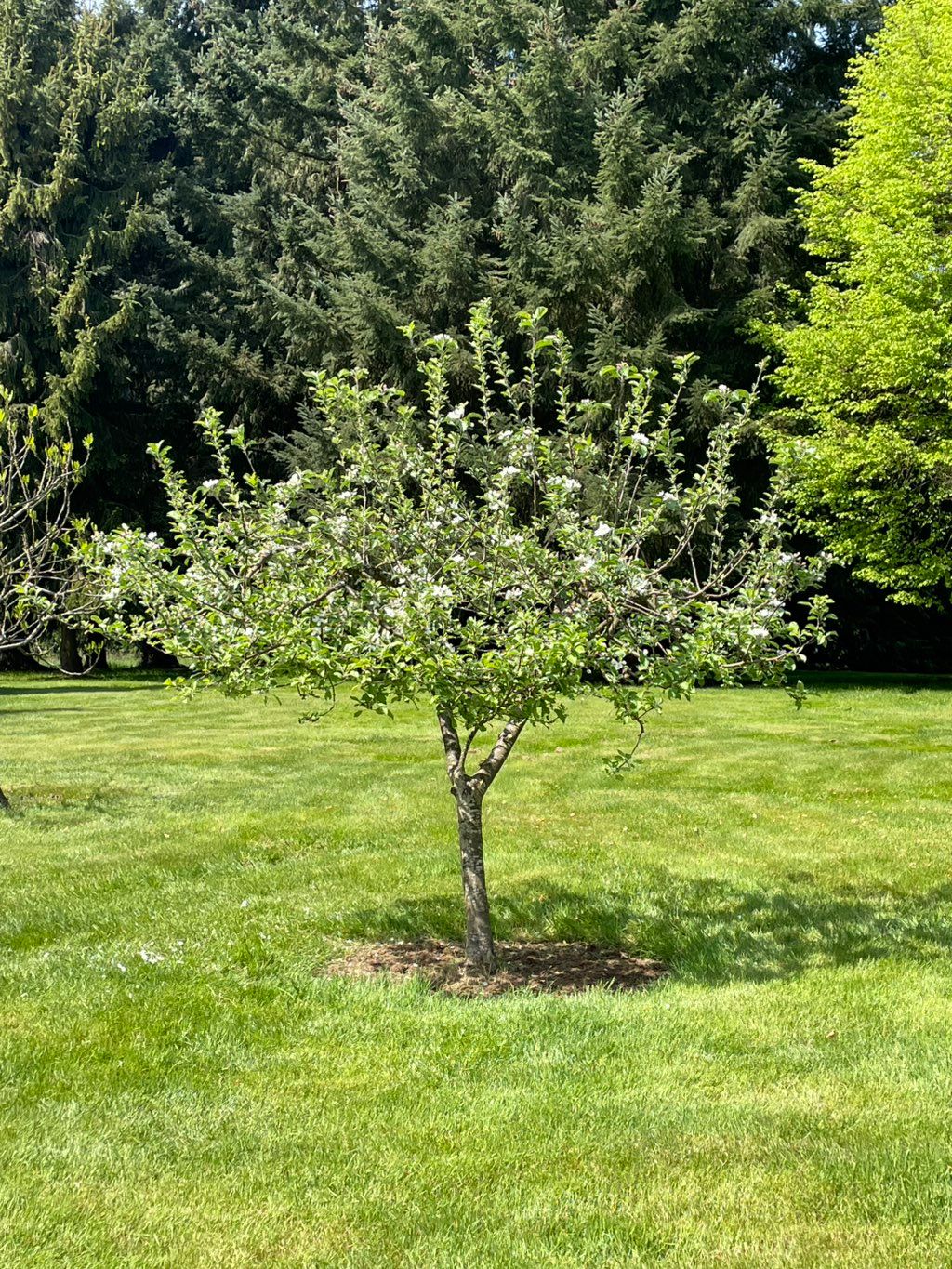 Apple tree after pruning 