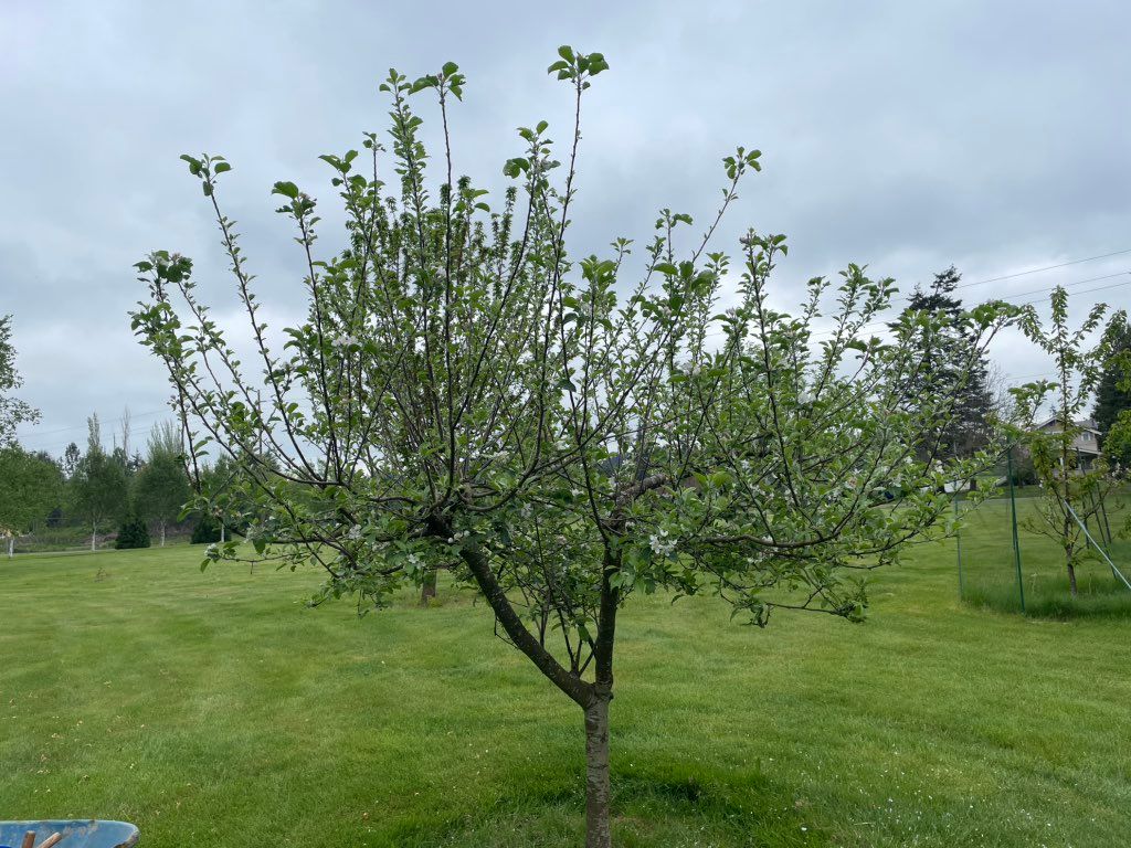 Apple tree before pruning 