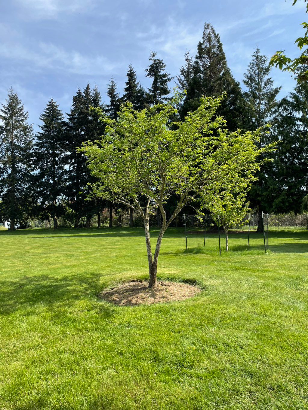 Plum tree after pruning 