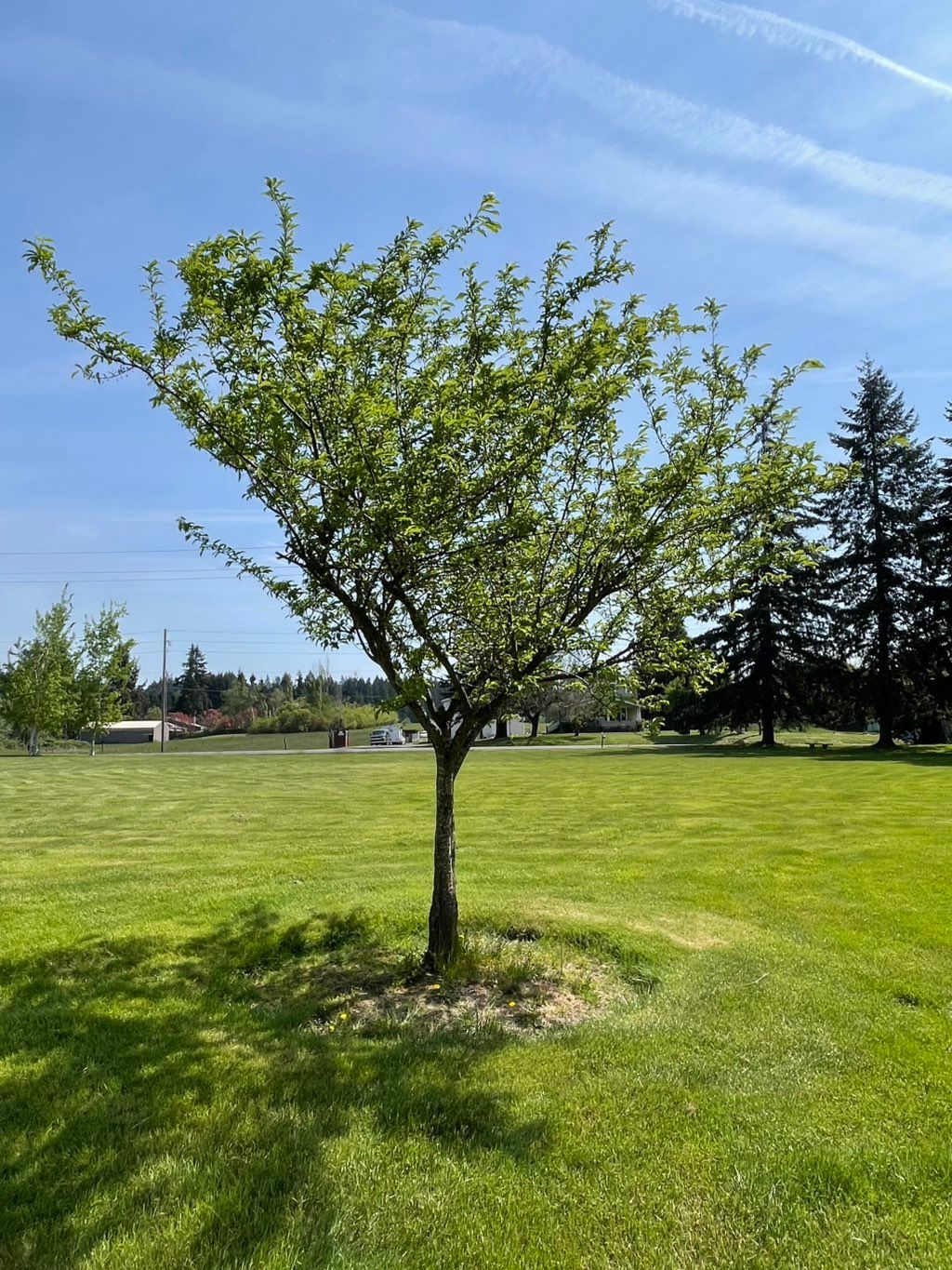 Plum tree before pruning 