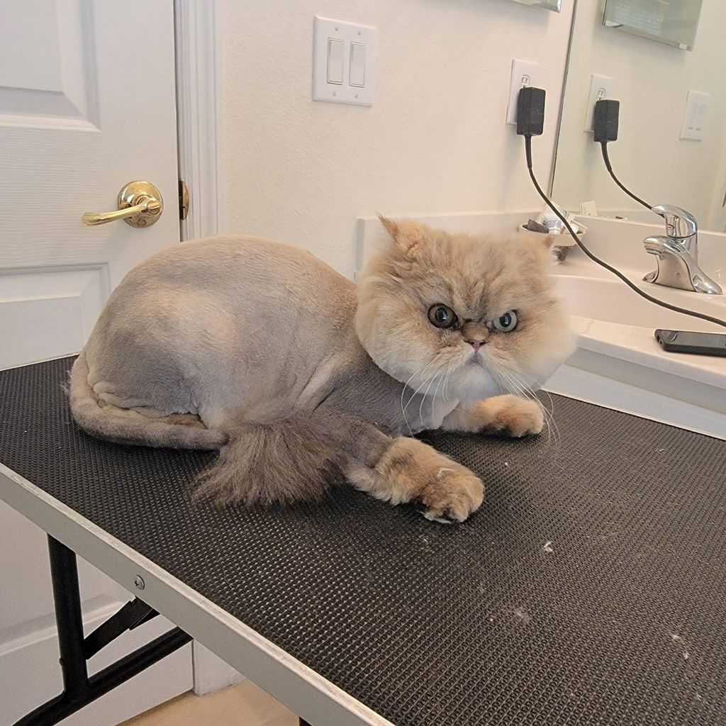 Cat Grooming by Esme LLC