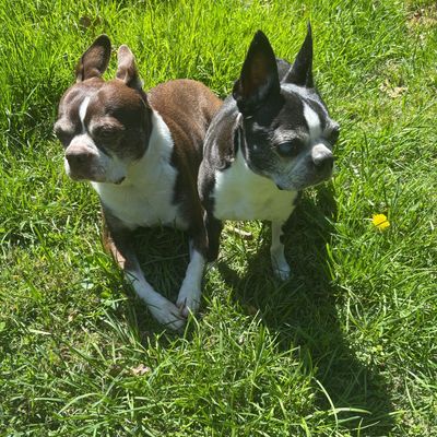 Avatar for NewBraunfelsDogs