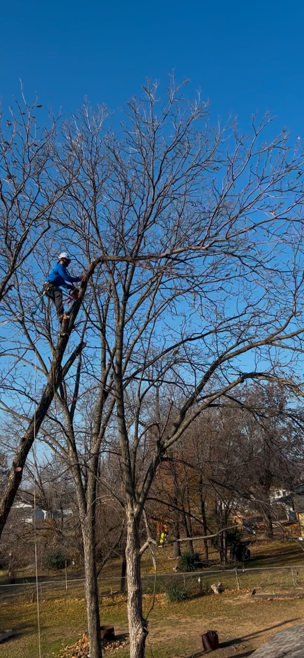Arborist climbing up tree