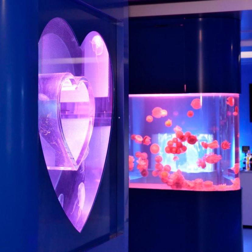 Jellyfishes Inc.