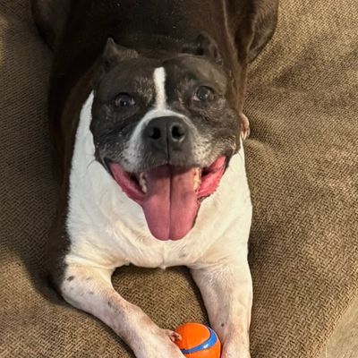 Avatar for Modern pet mobile grooming