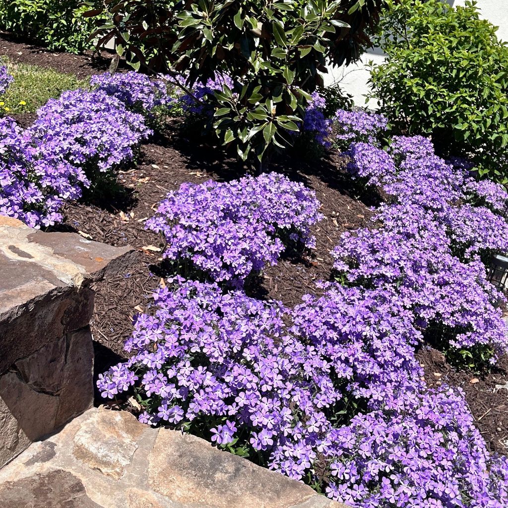 Dolan landscaping LLC