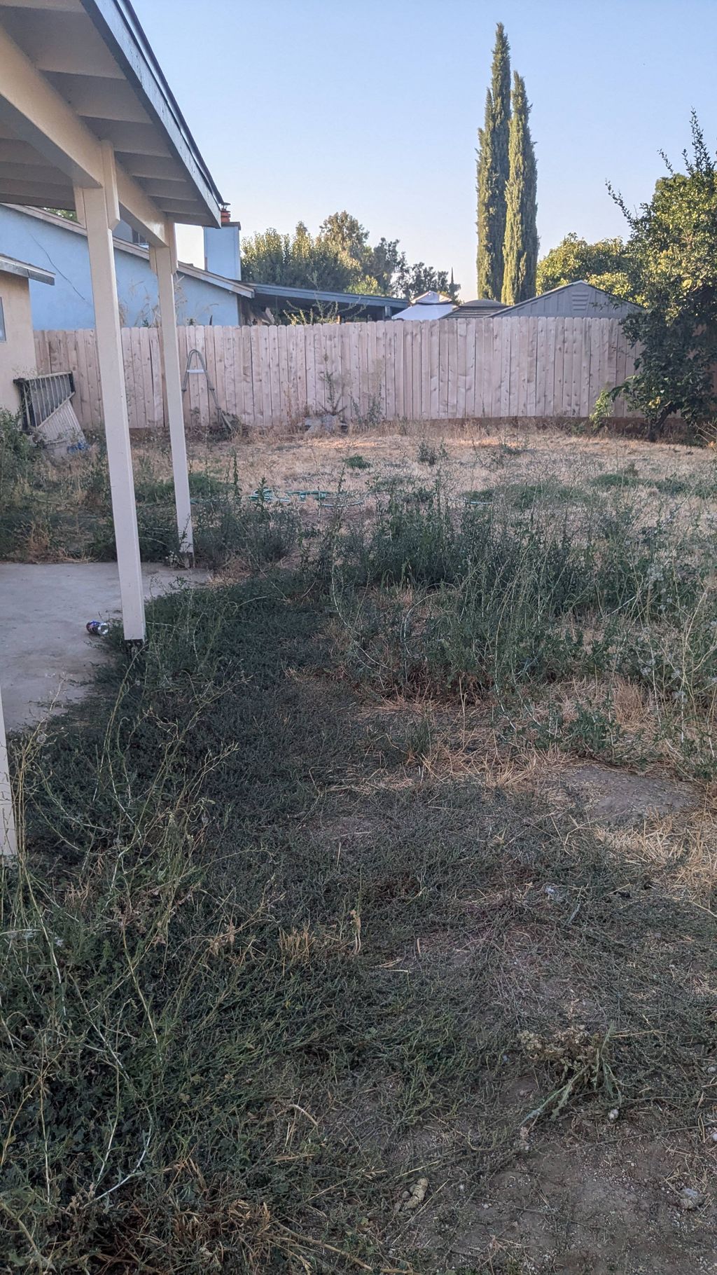 (Before) Overgrown weeds in a clients backyard