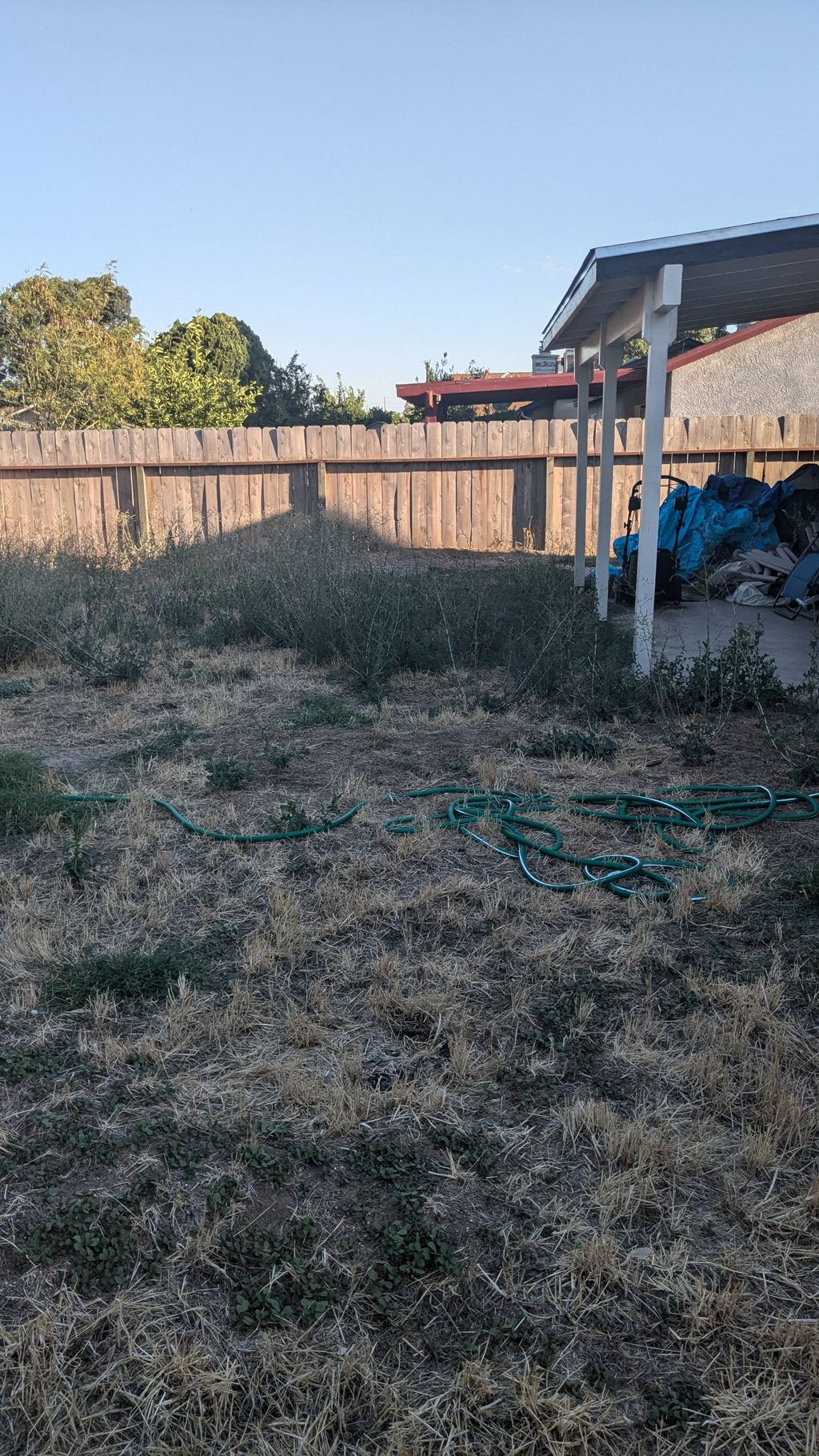 (Before) Overgrown weeds in a clients Backyard 