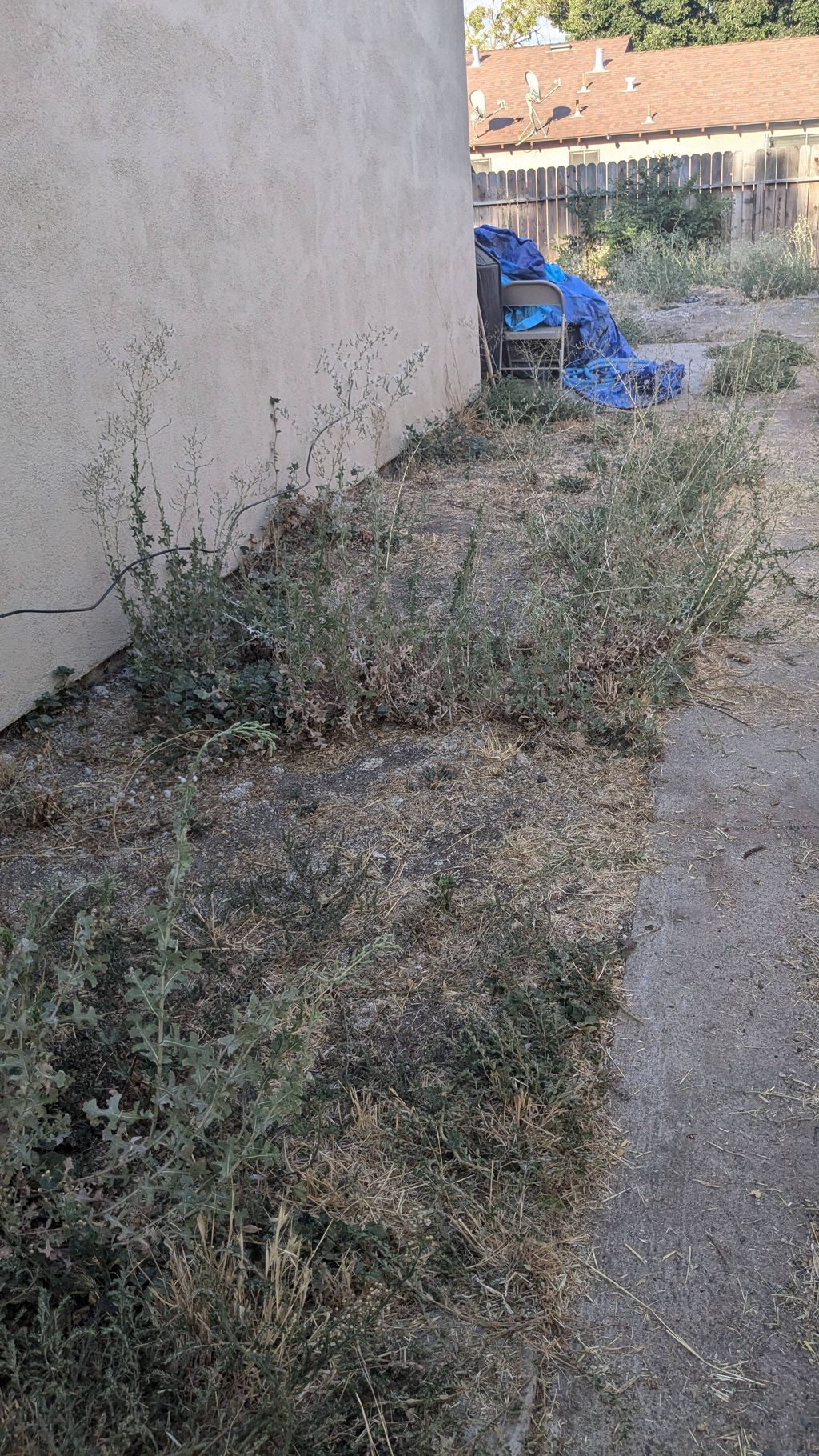 (Before) Overgrown weeds on a clients Sideyard