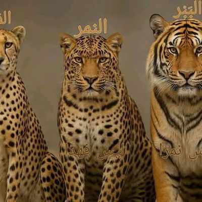 Avatar for Ghada
