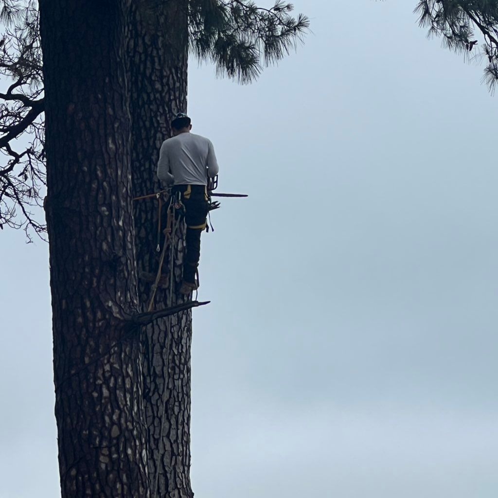 Tree service