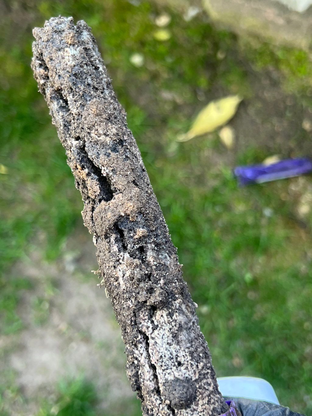 Termite colony activity 