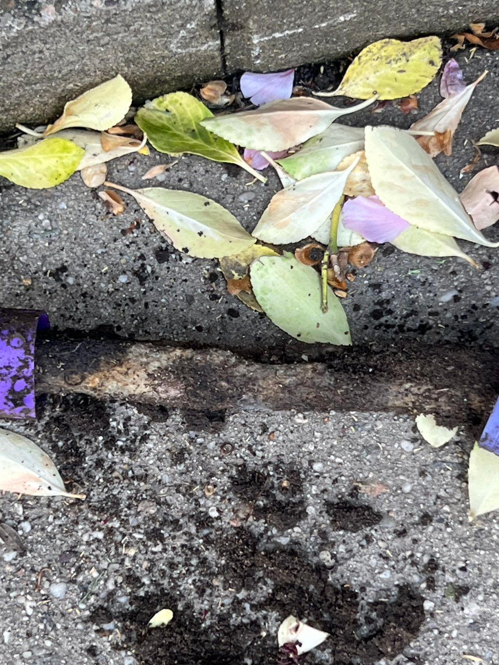 Termite colony wipe out 