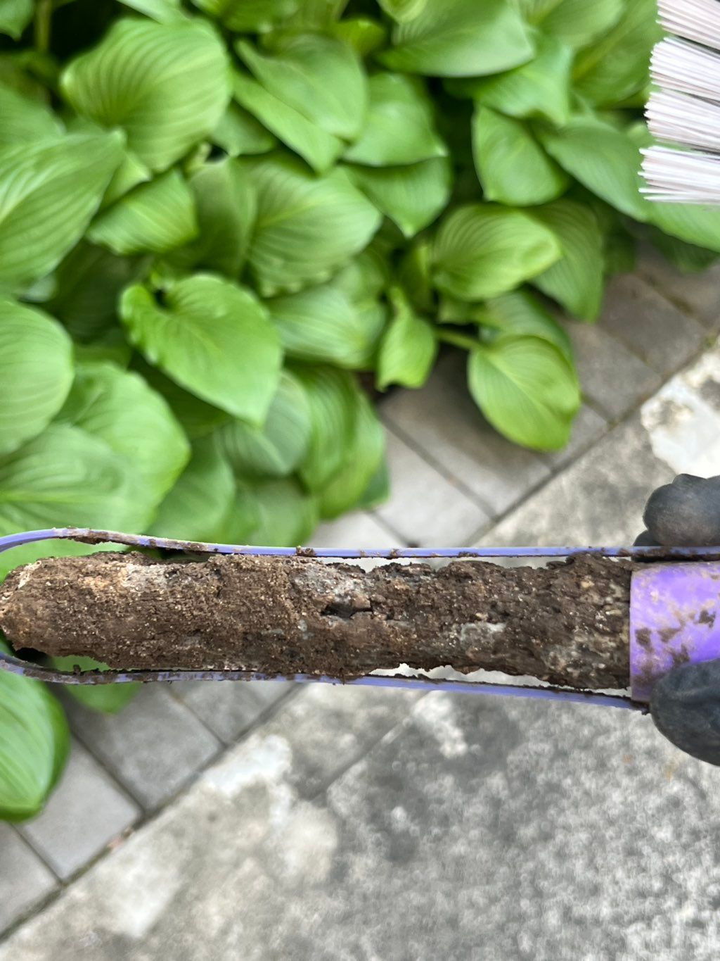 Termites consuming more than 50% bait 