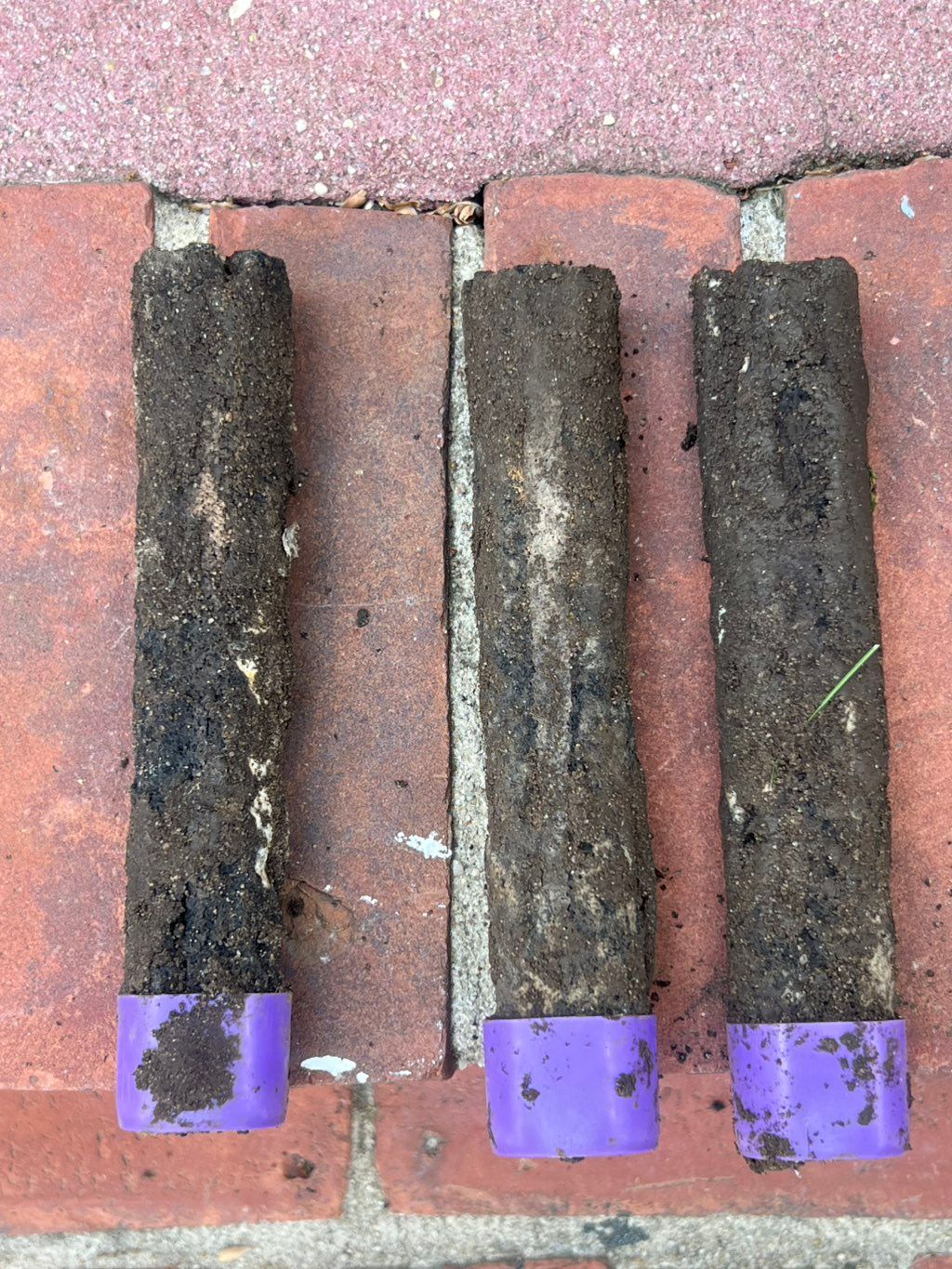 Termite activity 