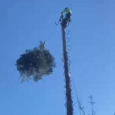 Avatar for Jose's Tree Service
