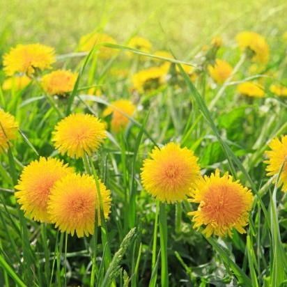 The Dandelion Duster's LLC