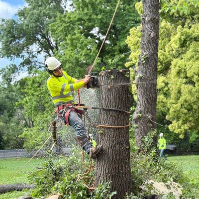 Avatar for Arbor pro tree service