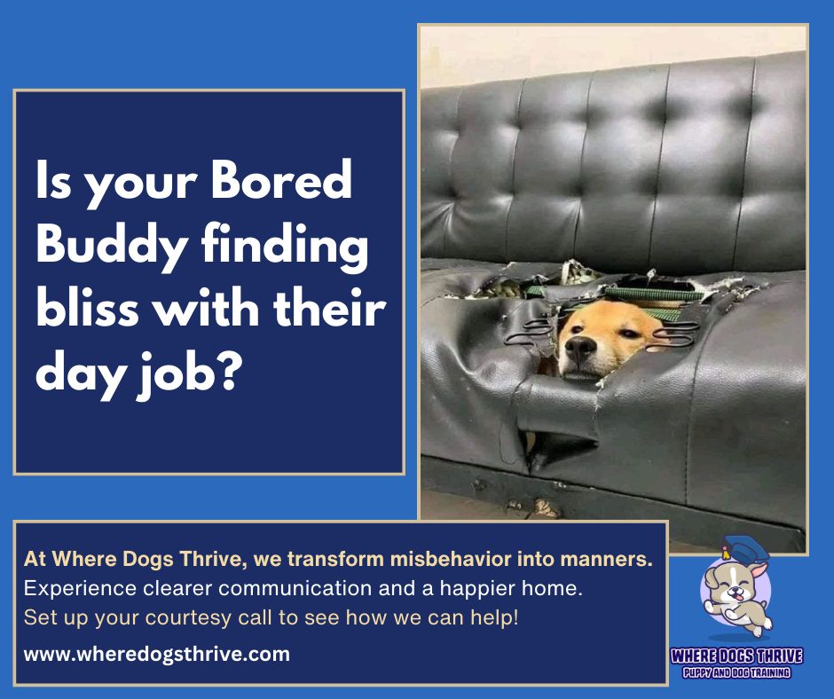 Let us train your pup while you're at work!