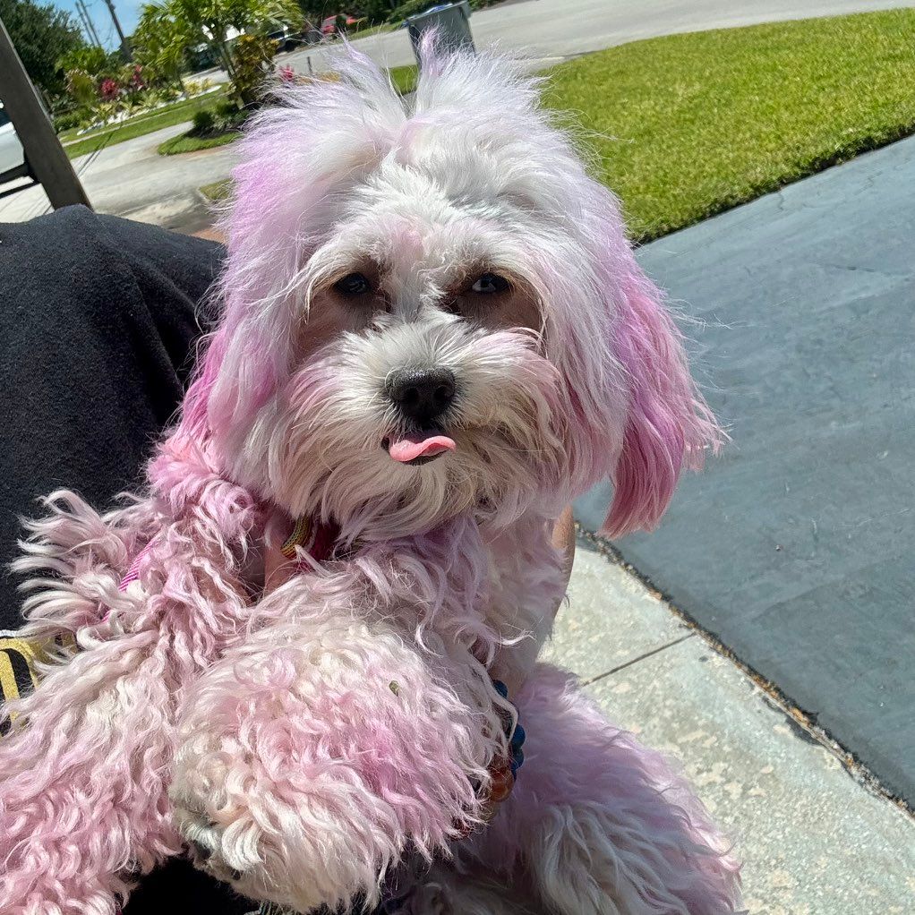 Fur Get Me Not