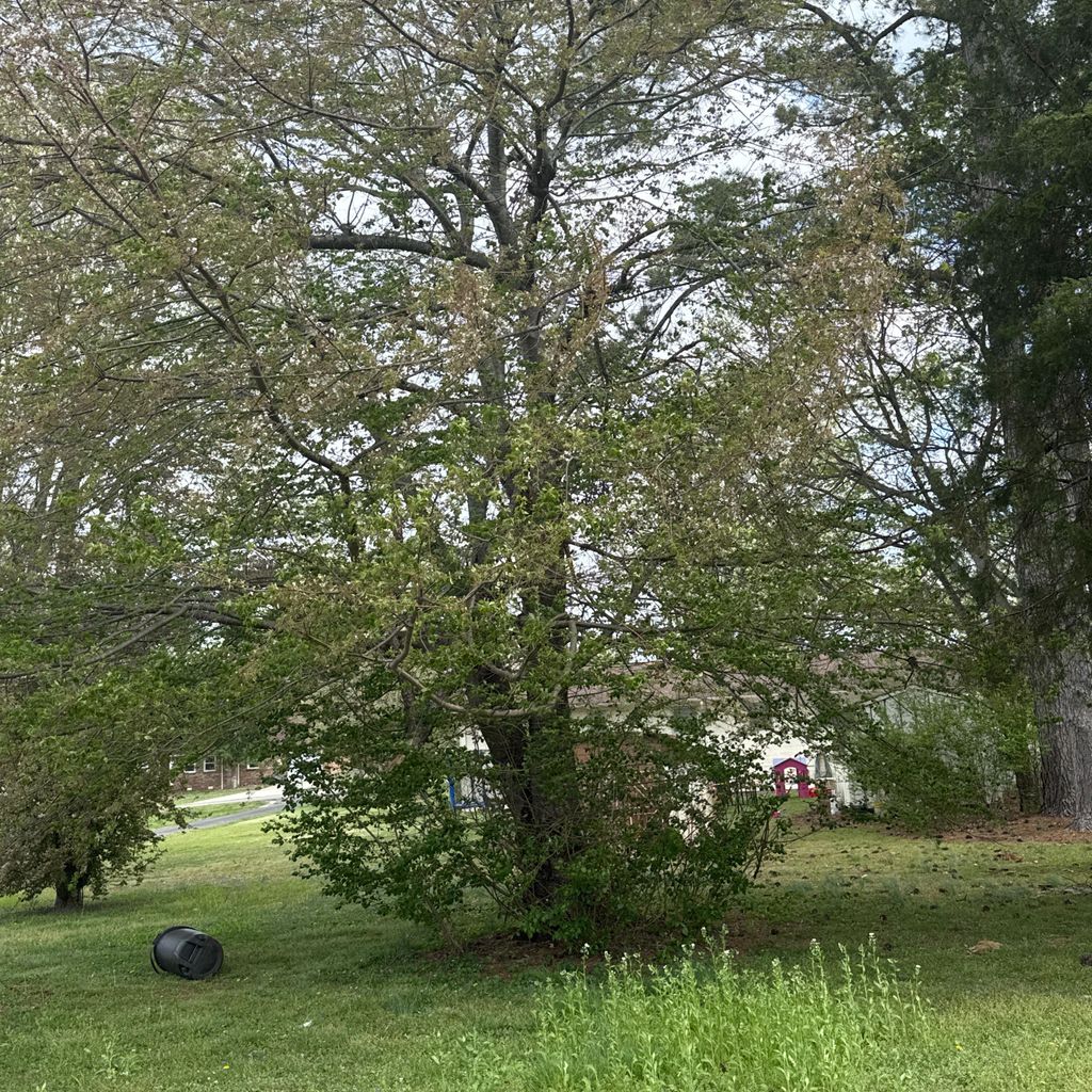 JB Tree Service .