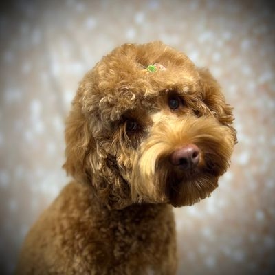 Avatar for The Taylored Canine Mobile Grooming