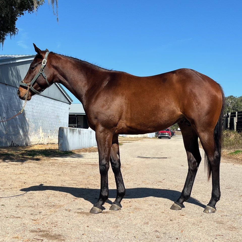 Bluejay Stables LLC