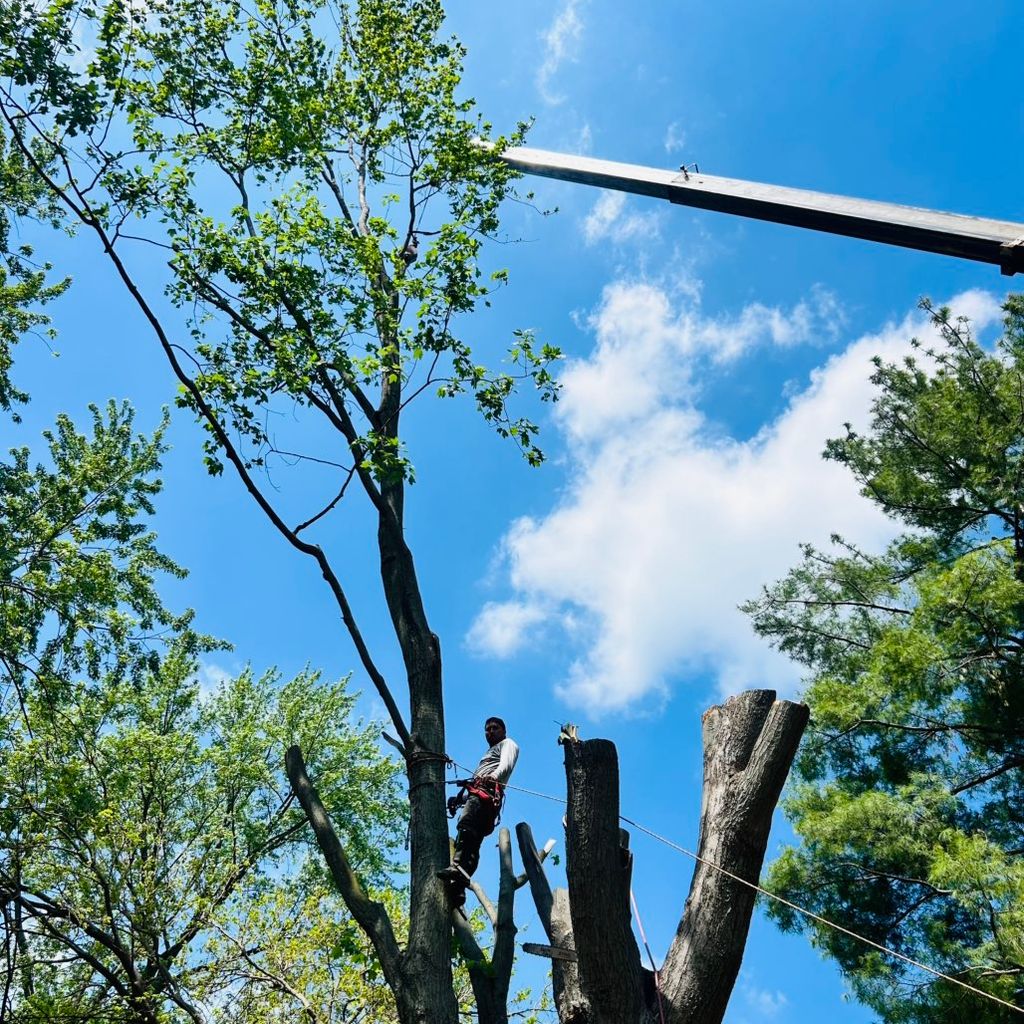 Leon Tree Service