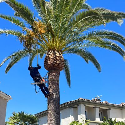 Avatar for A+ TREE SERVICE