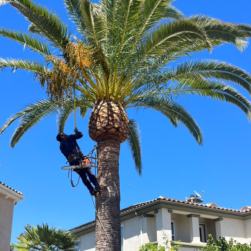 A+ TREE SERVICE