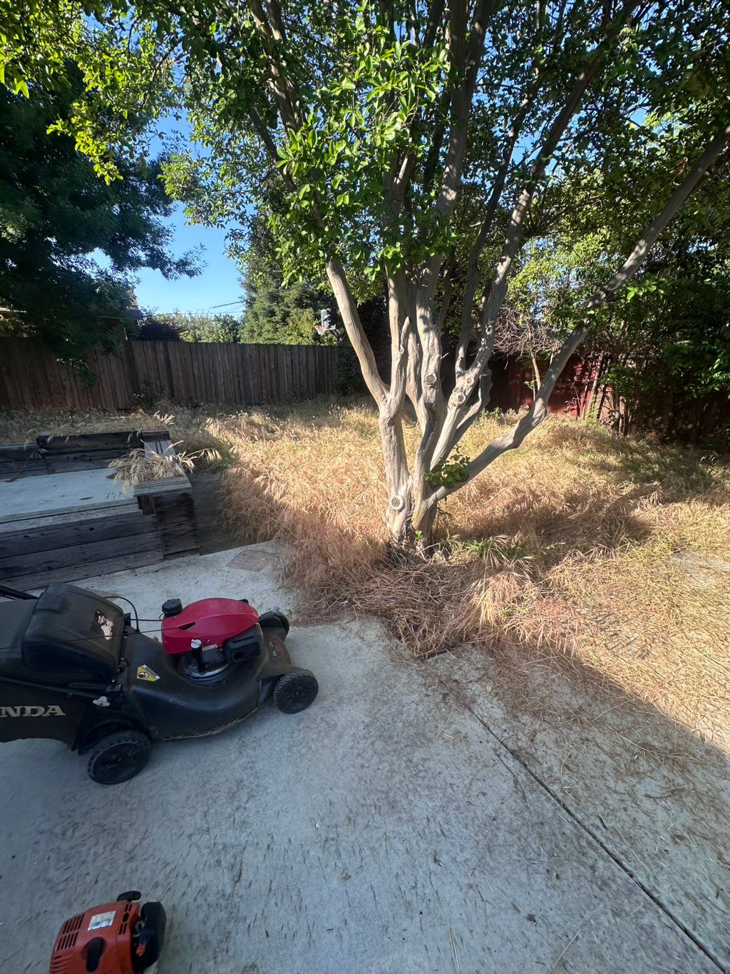 Overgrown backyard 
