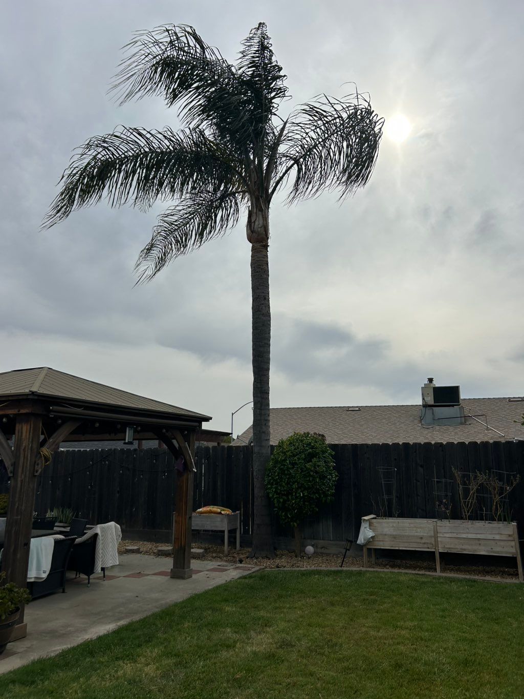 Palm tree before 