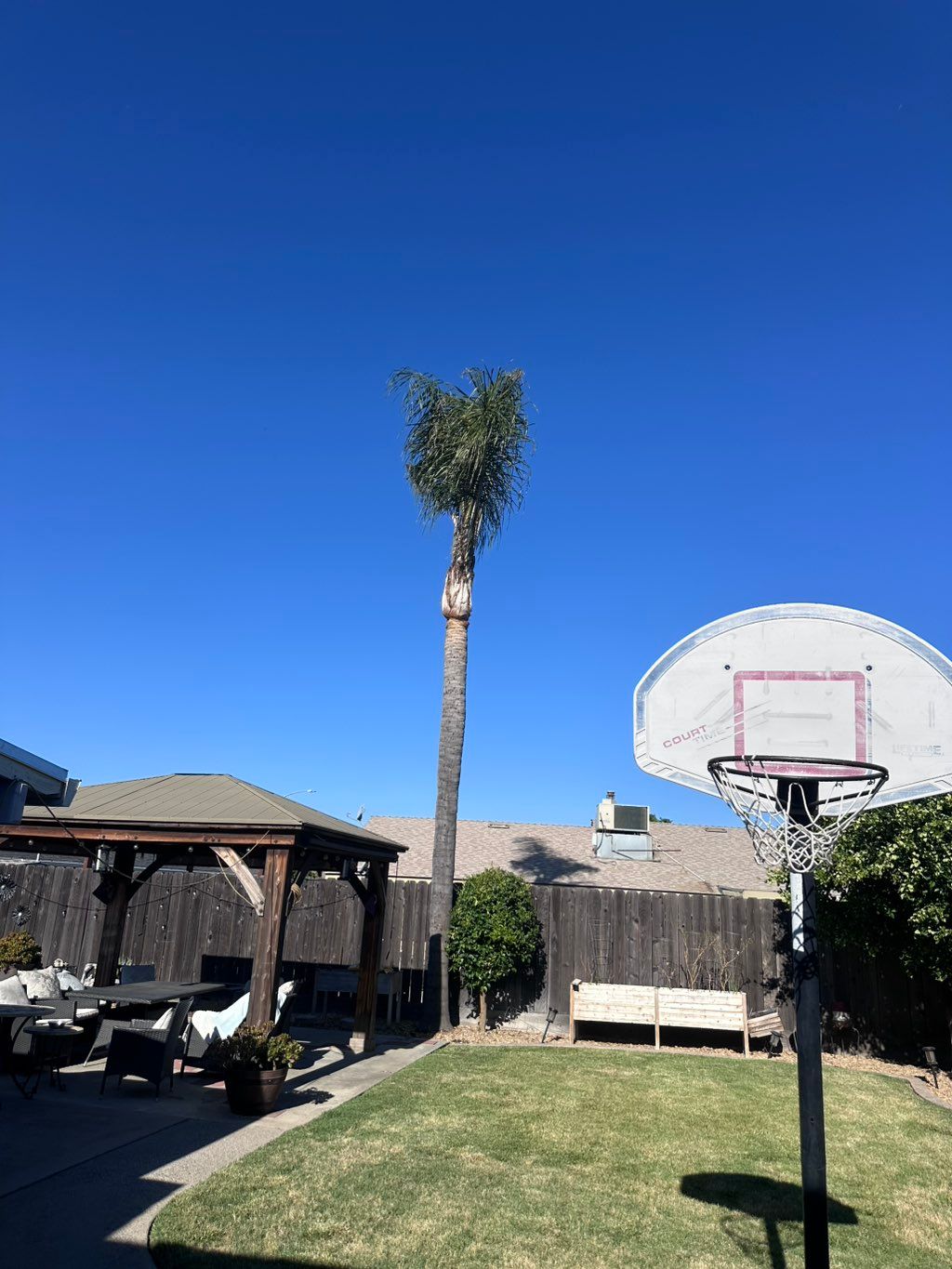 Palm tree after