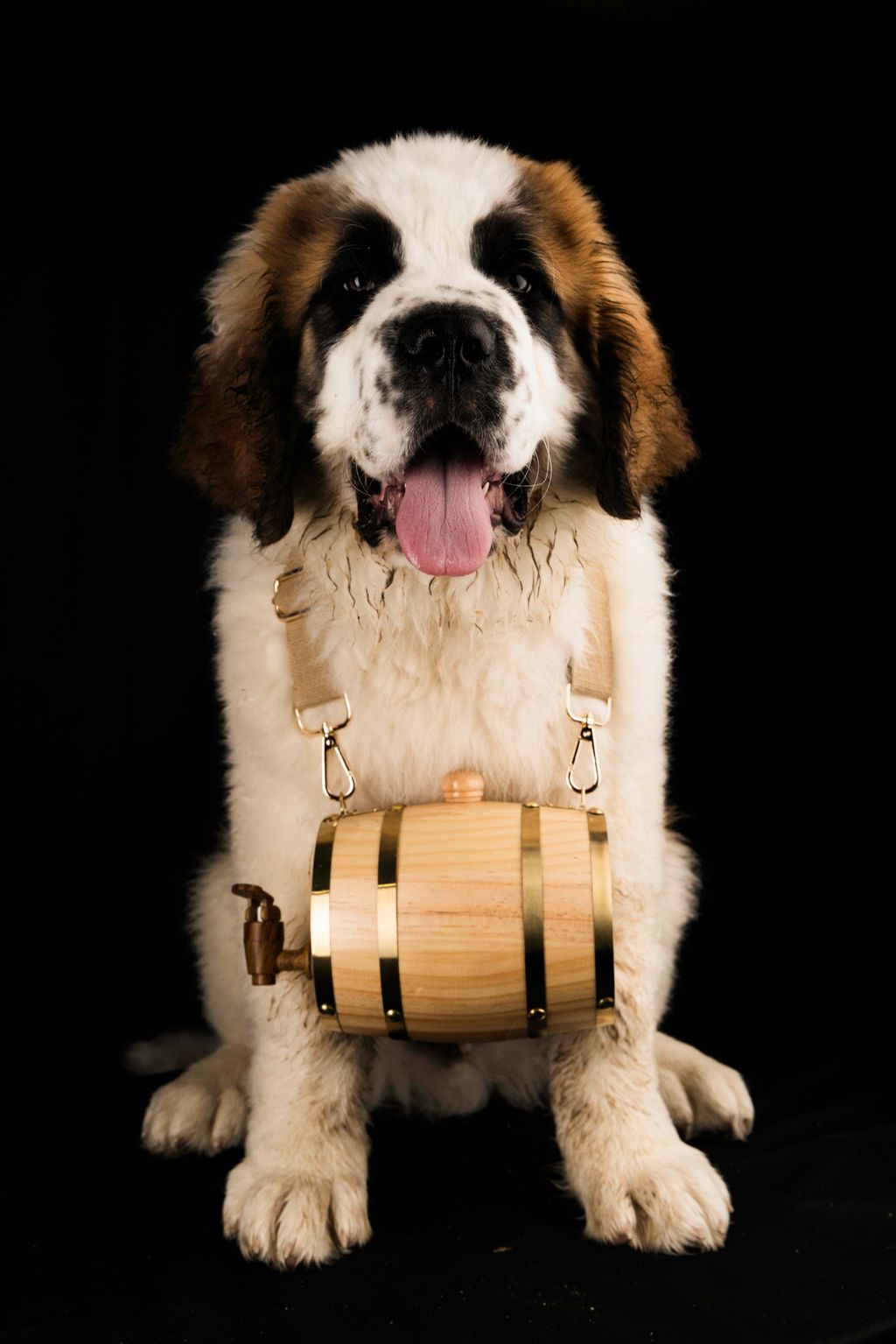 Commissioned by Owner Pet photography