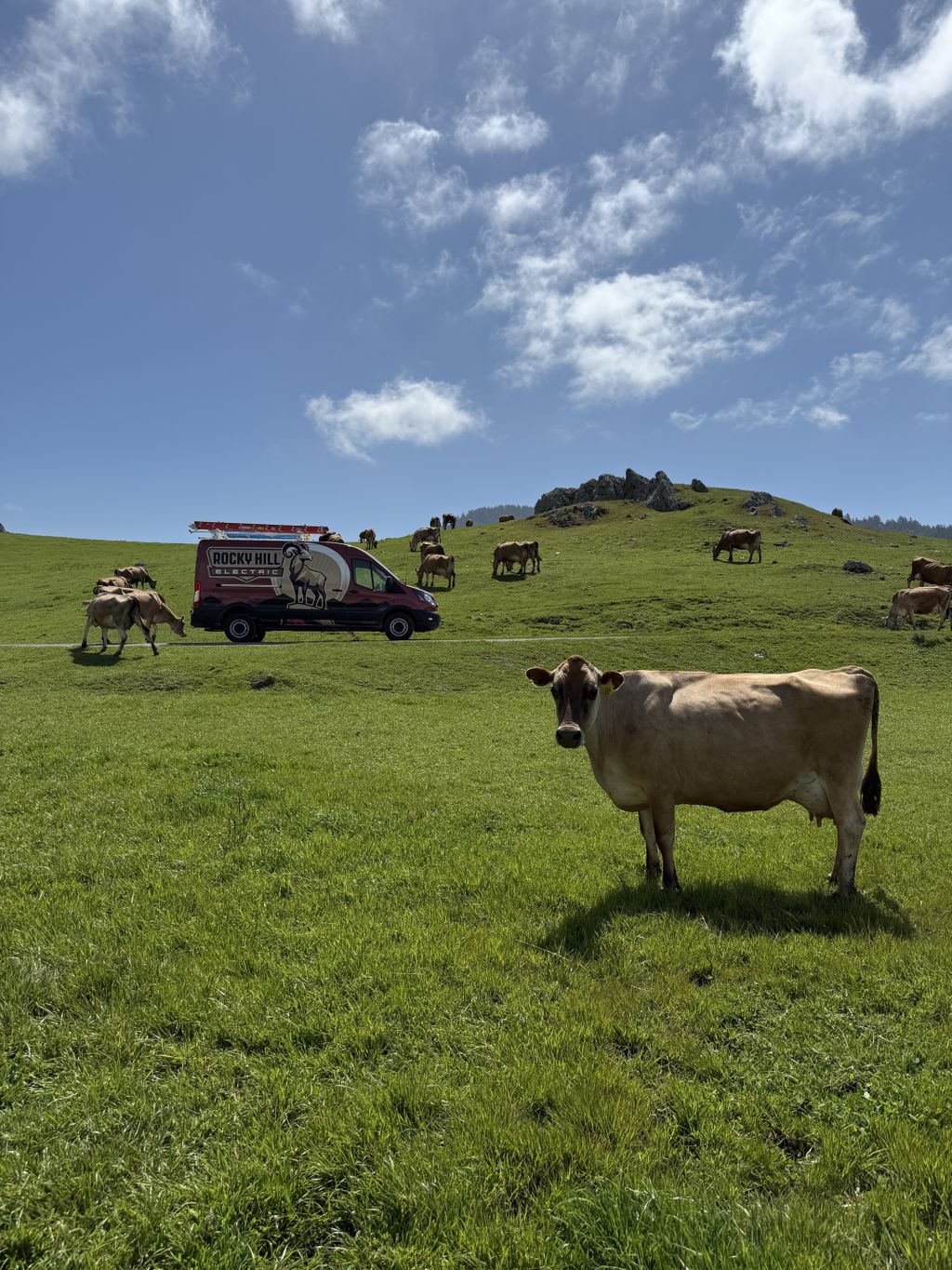 Marin County Cows! 