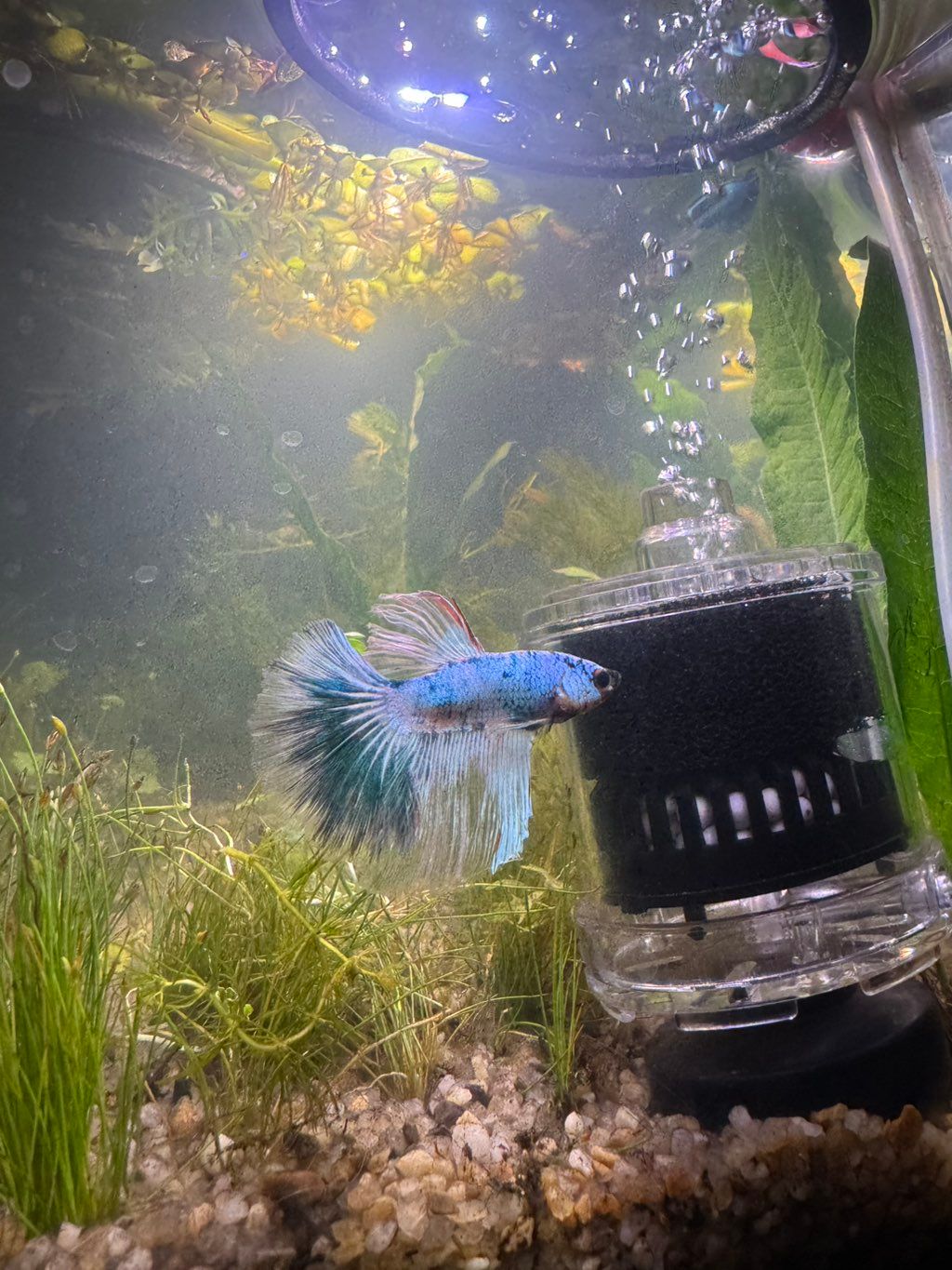 My fish Finn in his fully planted, snail buddy tan
