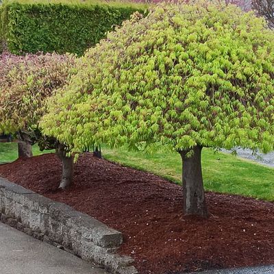 Avatar for Black FOX LANDSCAPING