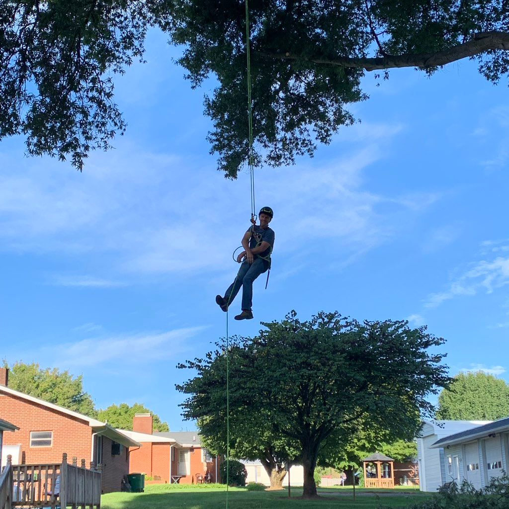 T & M Trees