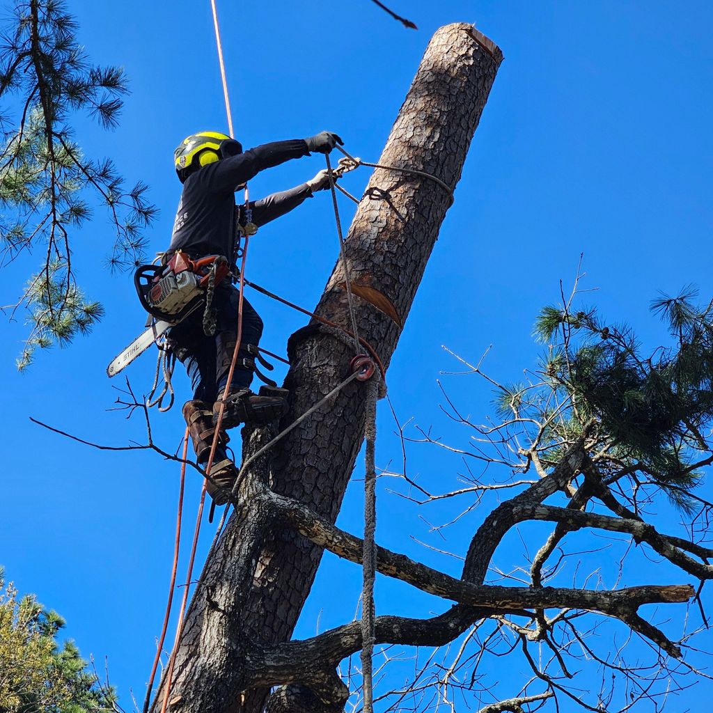 Visa tree service