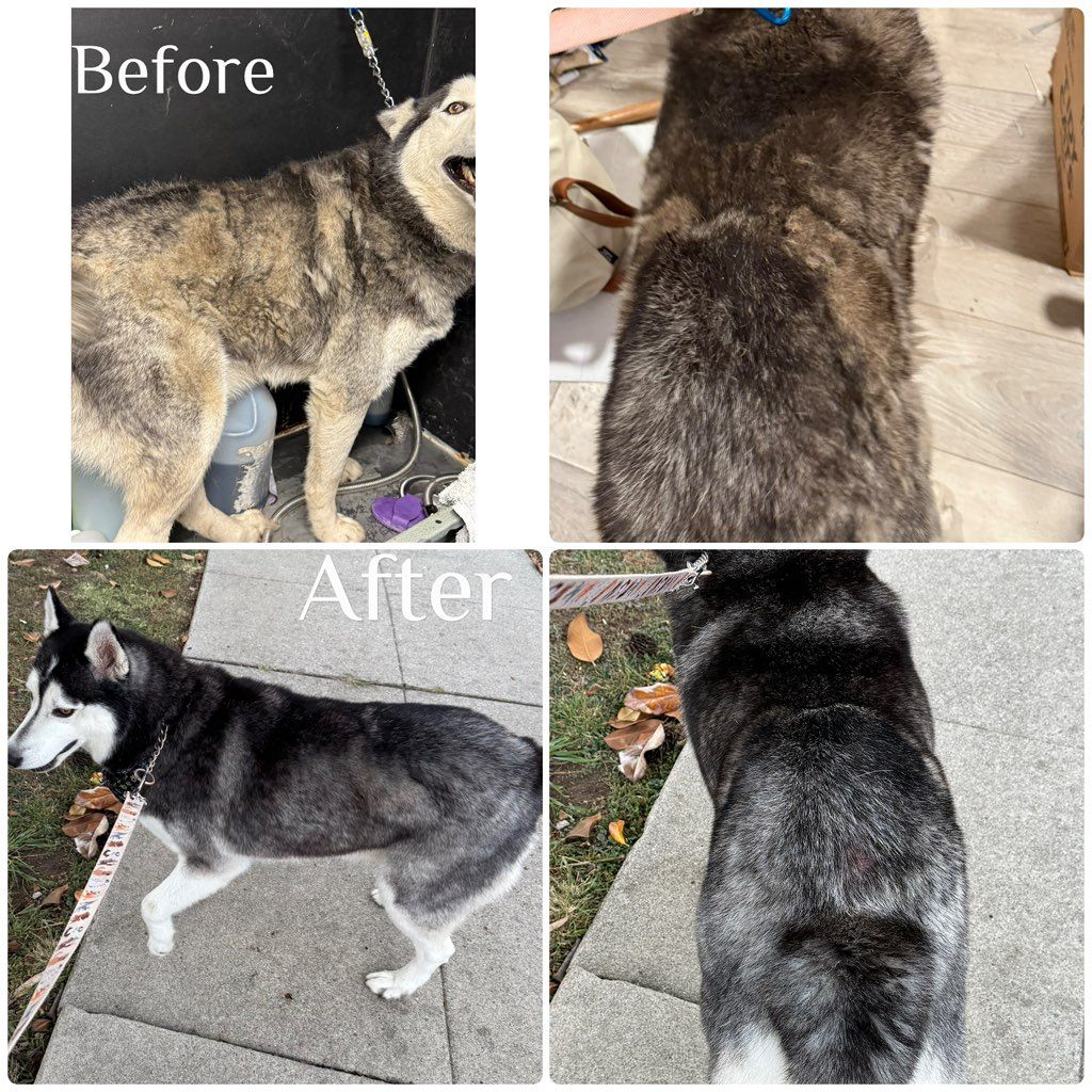 Kimberly's Dog Grooming